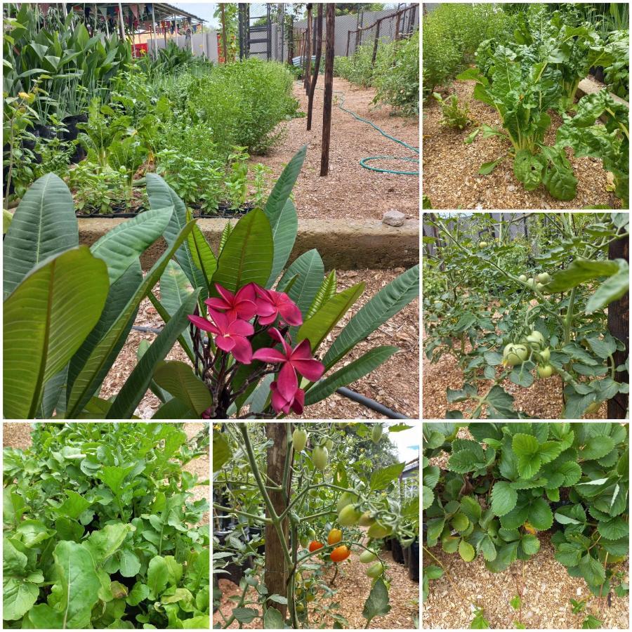 Urban Farm Haus Guesthouse Рунду Екстериор снимка